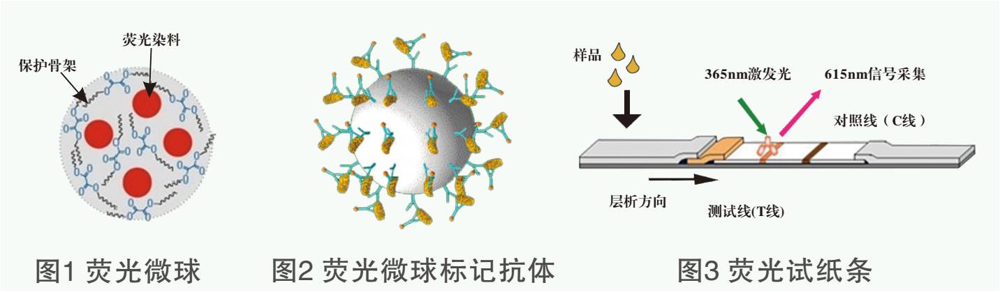 喹乙醇快速檢測儀/分析儀/測定儀檢測原理