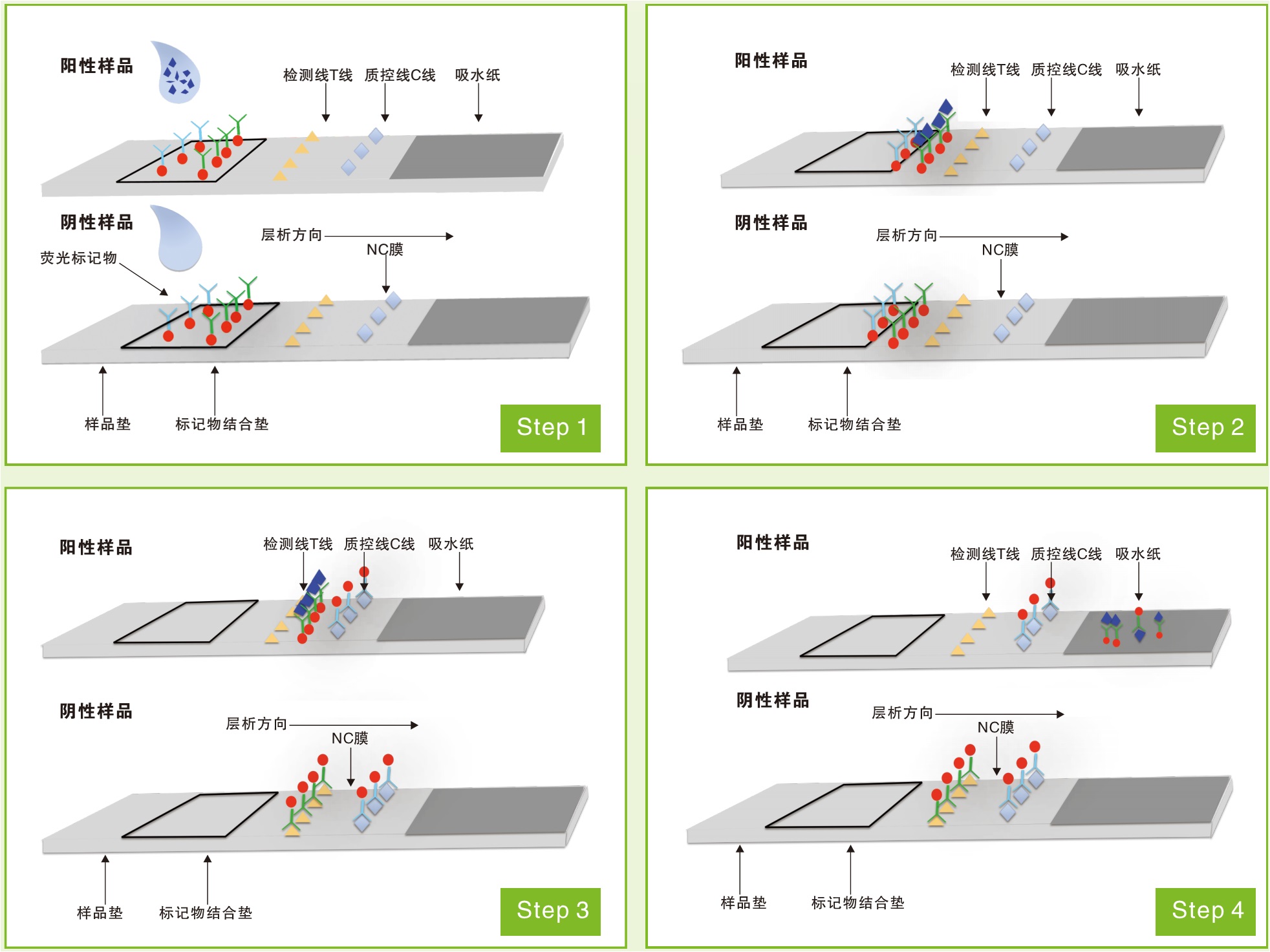 熒光定量免疫層析檢測(cè)過(guò)程