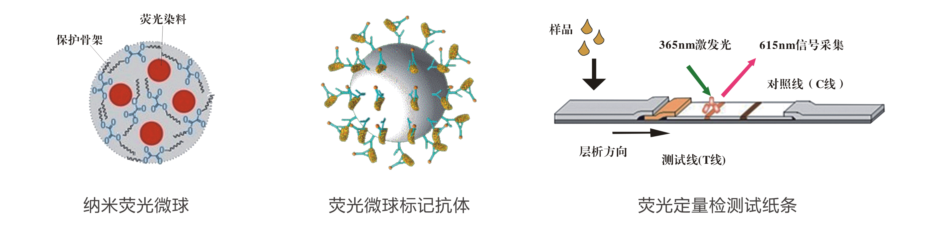 上海飛測(cè)熒光定量技術(shù)平臺(tái)檢測(cè)原理