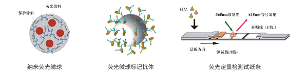 上海飛測生物藥材中黃曲霉毒素B1快速定量檢測方案--8min準(zhǔn)確定量