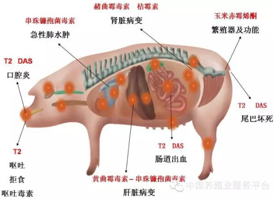 上海飛測快檢儀從源頭抑制霉菌毒素對豬的危害