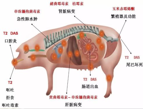 赭曲霉毒素A的危害