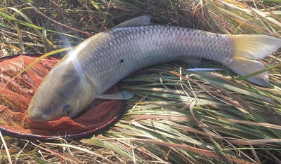 大型魚類重金屬超標