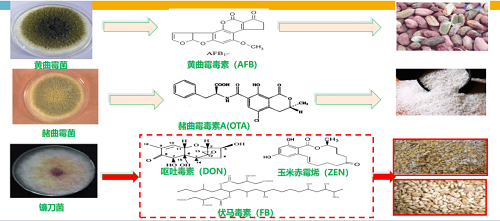 真菌毒素監(jiān)管